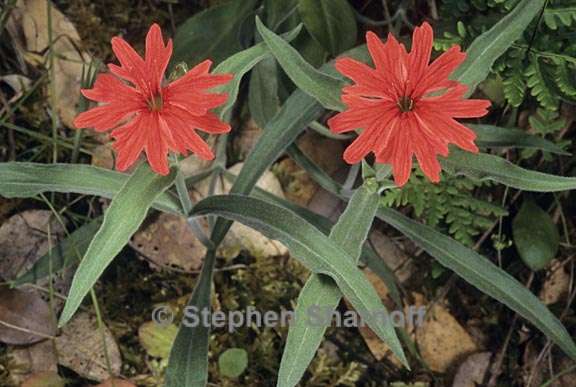 silene laciniata ssp californica 1 graphic